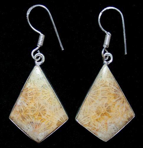 Beautiful Fossil Coral Sunburst Earrings #8628